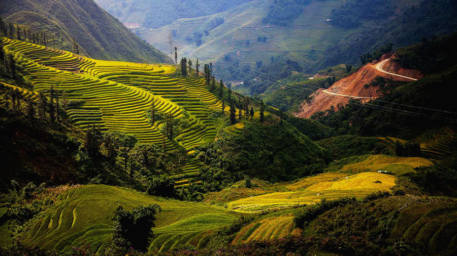 изумрудно-зеленые рисовые поля Вьетнама (1)