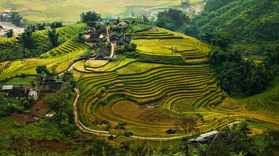 рисовые поля Вьетнама