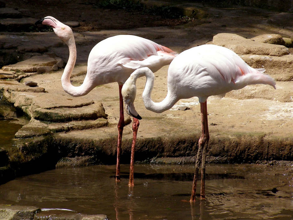 Bali Bird Park розовые фламинго.