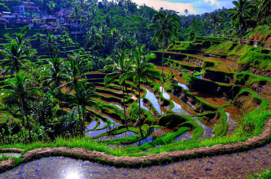 Система орошения рисовых полей на Бали.