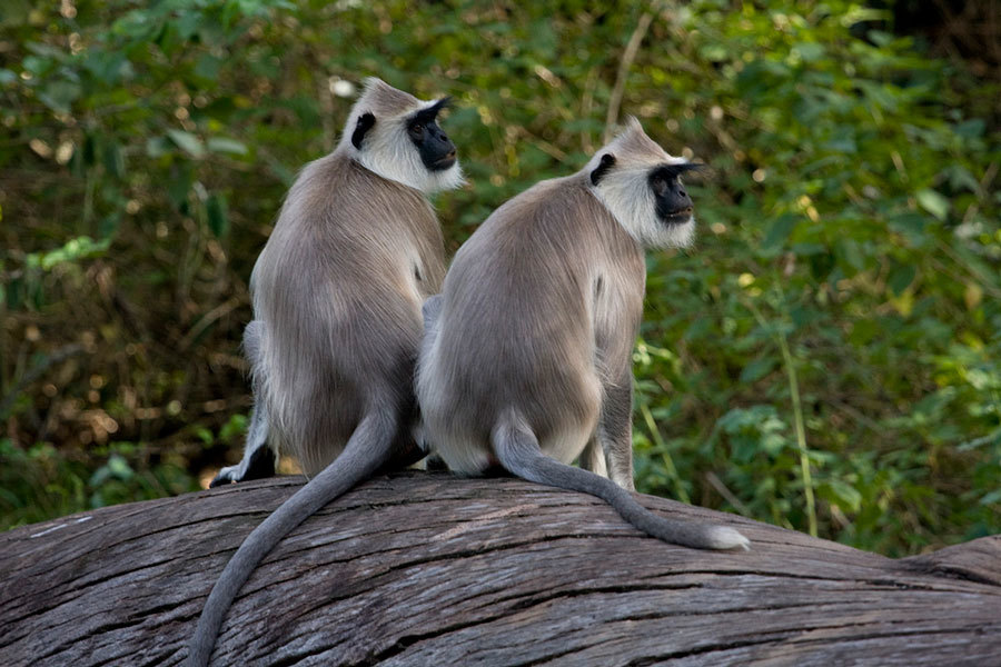 обезьянки в Индии