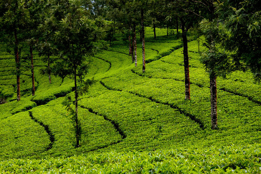 чайные плантации Индия