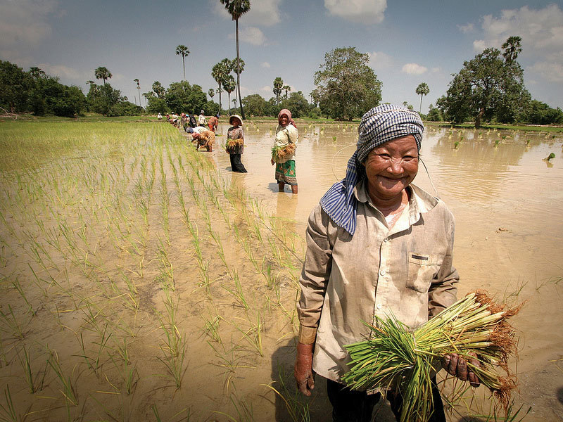 Женщины на рисовых полях Камбоджи