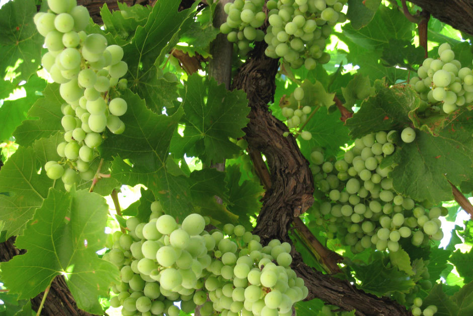 зеленый виноград греция