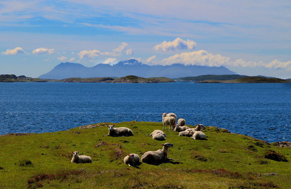 овцы в Норвегии