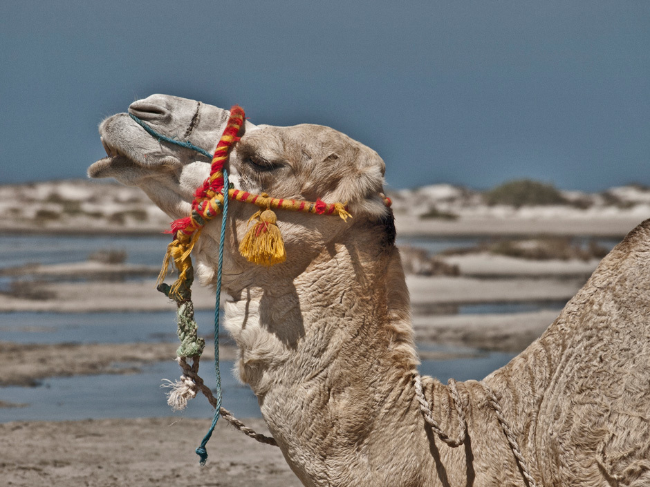 верблюд, Тунис