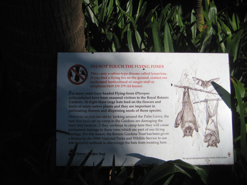 Табличка о летающих лисицах в Королевском Боатническом саду