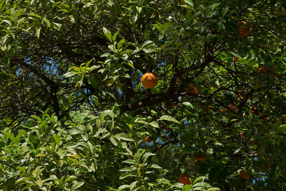апельсины на проспекте свободы в Лиссабоне (2)