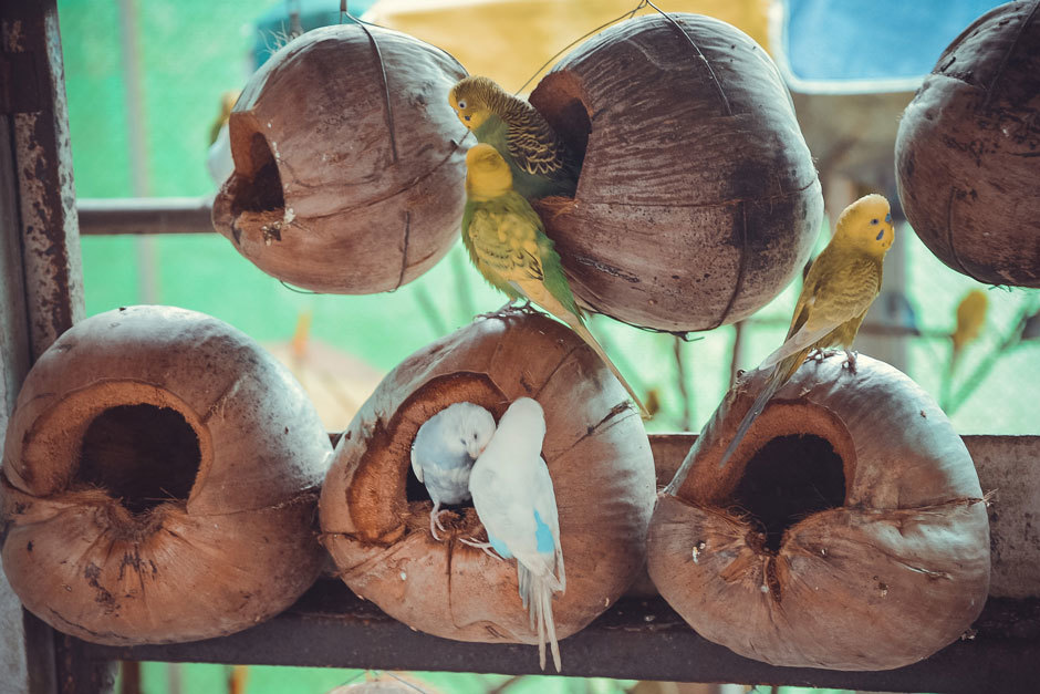 кокосовые гнезда
