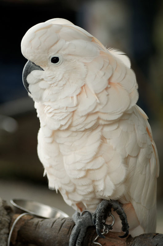 кремовый попугай