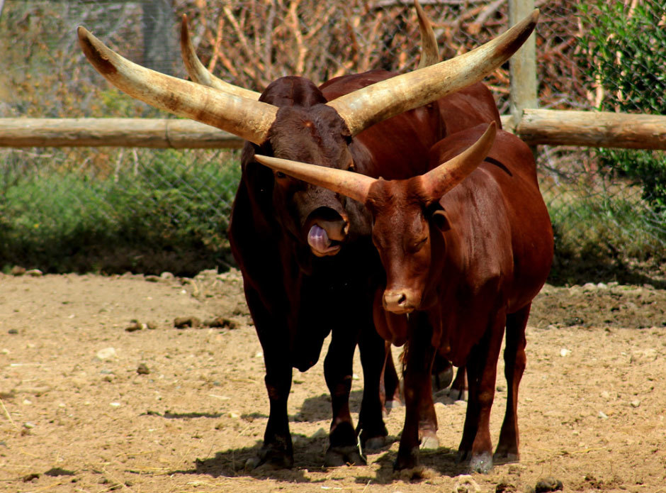 африканские быки