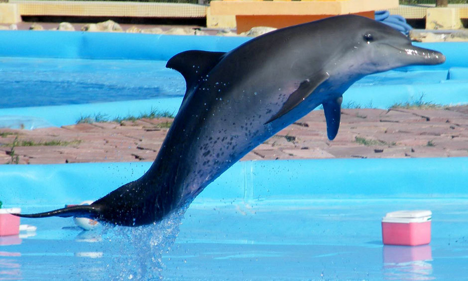 дельфинарий в Тунисе (3)