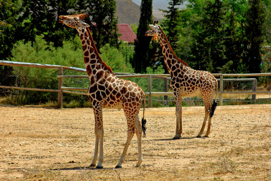жирафы (2)