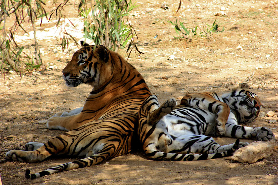 маленькие тигры с родителями