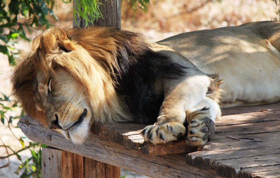 спящий лев