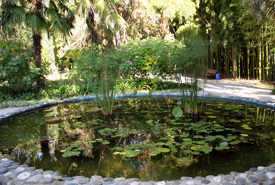 Сухумский ботанический сад пруд