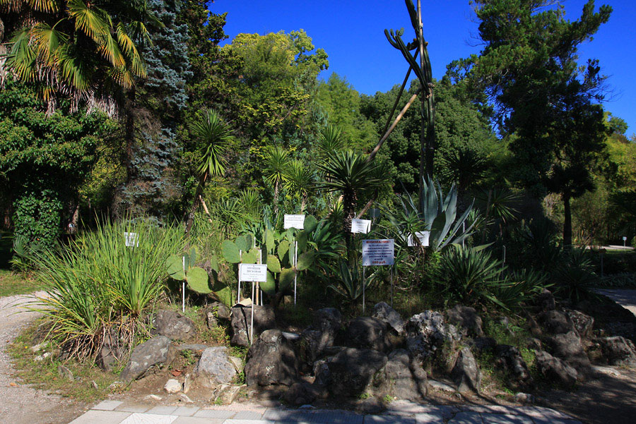 Сухумский ботанический сад фото