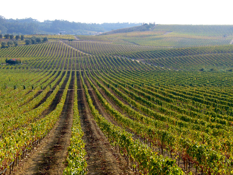 Виноградники Португалии