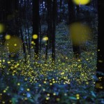 Потрясающие фотографии светлячков в Японии