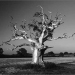 Фото деревьев от знаменитого английского фотографа Tony Howell