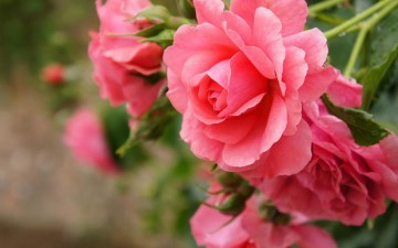 30000 роз в японском парке цветов Flower Festival Park